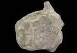 Huge, Hadrosaur Vertebrae - Aguja Formation, Texas #76735-2